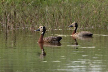 A couple of White-faced Whistling-Duck swimming in a pond. Animal world. Wildlife. Bird Lover....
