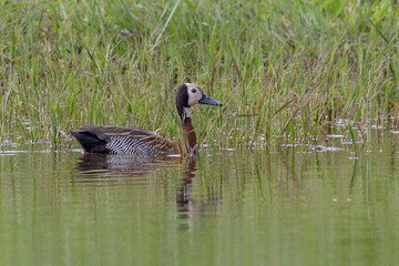A White-faced Whistling-Duck swimming in a pond. Animal world. Wildlife. Bird Lover. Birding....