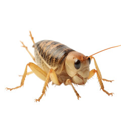 locust isolated on white, close up insect Generative AI