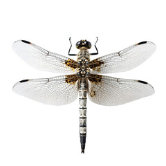 dragonfly close up, isolated insect Generative AI