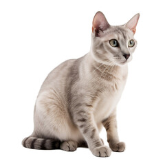 british cat isolated on white sitting, Generative AI