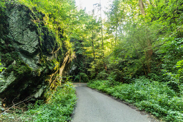 Road in Pusty zleb valley in Moravian Karst region, Czech Republic