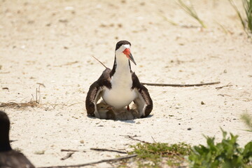 Black Skimmer with chicks (taken from a safe distance).