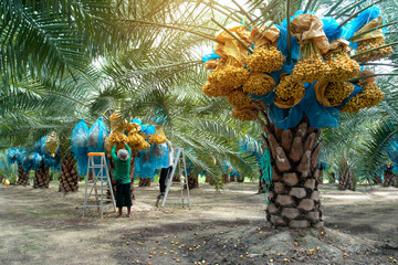 Farmer harvesting ripe dates from the Date farm, dates hanging from the tree at Plantation