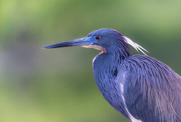 Tricolored Heron 