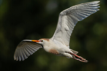 Cattle Egret