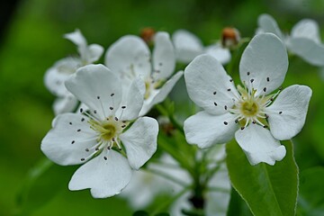 apple blossom close-up on a green background. spring background
