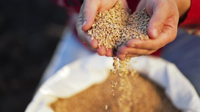 Farmer holds crop of wheat in his hands. Barley cereals in bag. Beer production. Farmer hands hold wheat seeds. Growing barley crops.Seed of cereal plants. Agriculture.Happy farmer with barley harvest