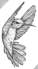 Vintage engraving isolated hummingbird set illustration ink humming sketch. Bird background colibri tropical silhouette art. Black and white hand drawn vector image