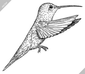 Vintage engraving isolated hummingbird set illustration ink humming sketch. Bird background colibri tropical silhouette art. Black and white hand drawn vector image © Turaev