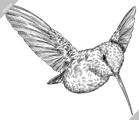 Vintage engraving isolated hummingbird set illustration ink humming sketch. Bird background colibri tropical silhouette art. Black and white hand drawn vector image