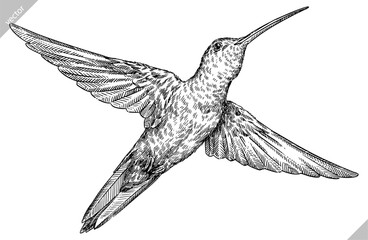 Vintage engraving isolated hummingbird set illustration ink humming sketch. Bird background colibri tropical silhouette art. Black and white hand drawn vector image