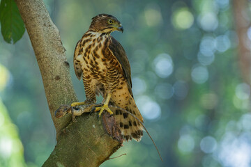 A crested goshawk Accipiter trivirgatus native to tropical asia attack a sunbeam snake xenopeltis unicolor with natural background