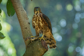 A crested goshawk Accipiter trivirgatus native to tropical asia attack a sunbeam snake xenopeltis unicolor with natural background