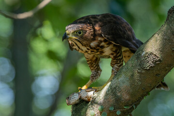 A crested goshawk Accipiter trivirgatus native to tropical asia attack a sunbeam snake xenopeltis unicolor with natural background