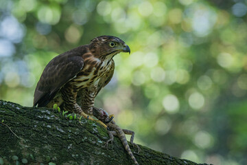 A crested goshawk Accipiter trivirgatus native to tropical asia attack a sunbeam snake xenopeltis unicolor with natural background