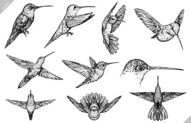 Vintage engraving isolated hummingbird set illustration ink humming sketch. Bird background colibri tropical silhouette art. Black and white hand drawn vector image © Turaev
