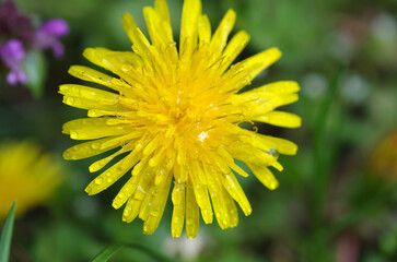 Water drops on a yellow dandelion. Close-up