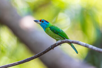 Blue-throated barbet  birds on the  tree branch.