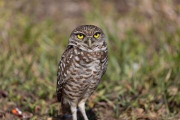 male burrowing owl