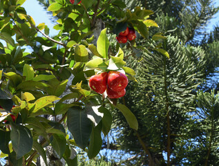 Syzygium jambos known as Rose apple and pomarrosa growing in Vietnam