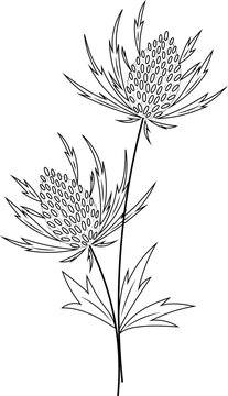 Panicaut or Panicaults, vector illustration. Blue Eryngo Flower. Isolated on White Background. Also Eryngium Planum, Flat Sea Holly Holme Hulver, Chardon des Dunes Roland Maritime, Feuilles de Yucca

