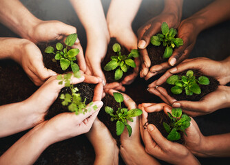 Hands together, plant soil and future growth with sustainability and community work. People above, green leaf and environment project for gardening, farming and sustainable eco dirt for agriculture