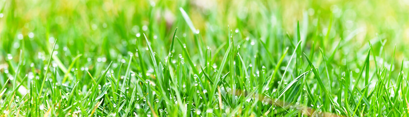 Close up of green lawn on a sunny day. Selective focus.