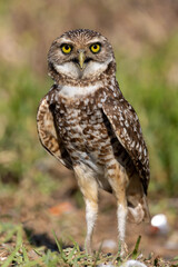 Burrowing Owl