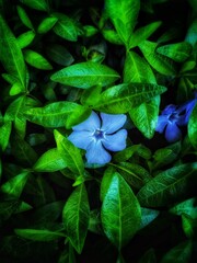 Periwinkle Herbaceous. Vinca herbacea. Forget me not in the grass. Vertical card with Summer Flower. Nature background.