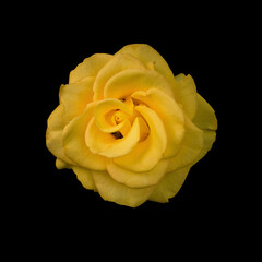 Yellow rose on a black background, studio light