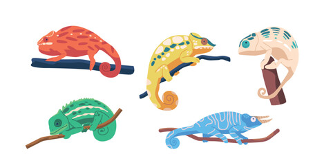 Set Colorful Chameleons On Tree Branches, With Distinctive Eyes, Long Tails, And Ability To Change Color, Unique Animals © Pavlo Syvak