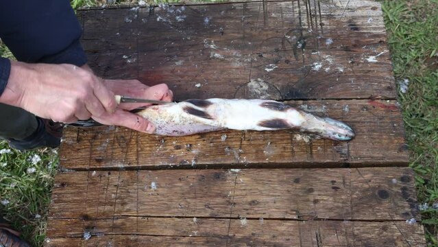 Fresh northern pike fish gutting and cutting for cooking. 