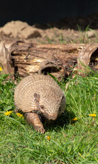 Banded Armadillo