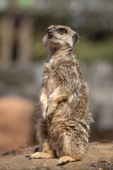 meerkat on the lookout