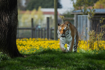 amur tiger in the grass