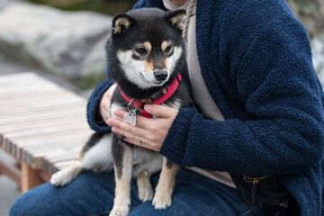 Man hug and hold adorable black akita inu dog on outdoor bench