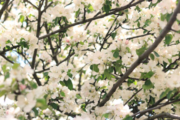 Tree blooming in spring with white flowers, natural background. White flowers close up, selective focus