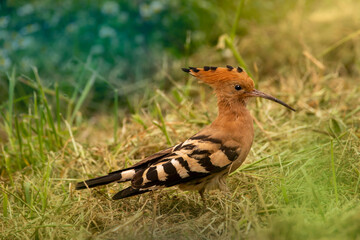 Eurasian hoopoe on the grass is looking for food. Upupa epops.