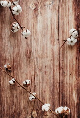 cotton flowers branches top view frame on brown wooden  background with copy space . Flowers template.Vintage toned