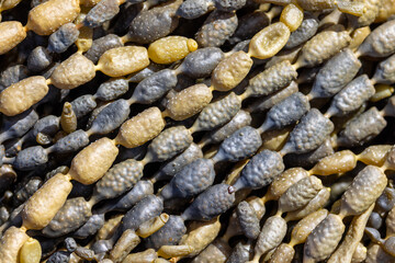 Seaweed closeup. Commonly knows as pearls or necklace of Neptune, bubbleweed or sea grapes. This species, Hormosira banksii, is native to Australia and new Zealand.