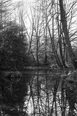 Photo showing a water fairy tale and a forest in black and white