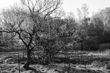 photo of the forest in black and white