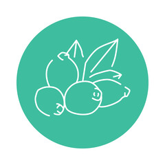 Rose hip plant color line icon. Pictogram for web page