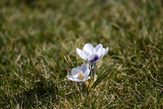 Closeup Crocus hybridus Prins Claus with blurred background in early sppring garden