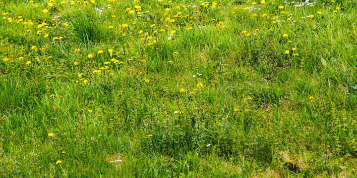 spring green meadow backdrop. grassy outdoor texture