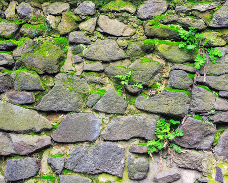ancient stone wall. moss and plants on the grunge surface