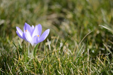 Closeup Crocus hybridus Spring Beauty with blurred background in early sppring garden