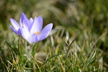 Closeup Crocus hybridus Spring Beauty with blurred background in early sppring garden