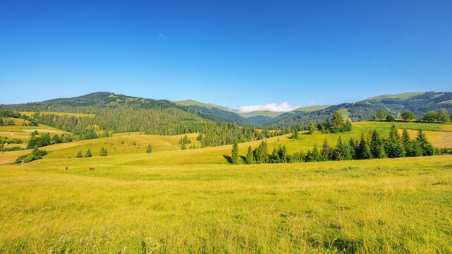 rural landscape with grassy meadows and pastures. trees on the hill and mountains in the distance on a sunny morning